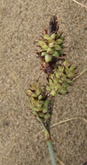 Carex sabulosa