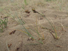 Carex sabulosa