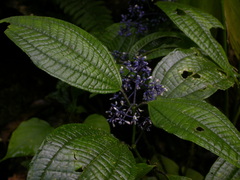 Miconia valeriana