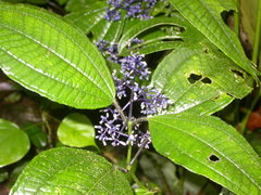 Miconia valeriana