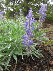 Lupinus kuschei