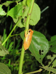 Dendropsophus mathiassoni