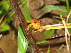 Dendropsophus mathiassoni