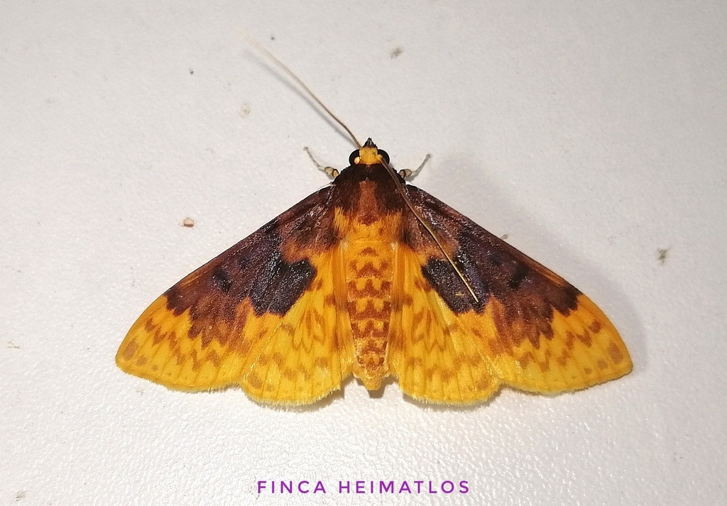 Polygrammodes obscuridiscalis