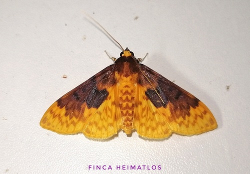 Polygrammodes obscuridiscalis