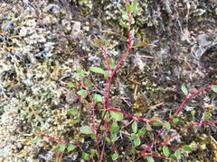 Polygonum minimum