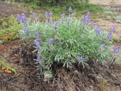 Lupinus kuschei