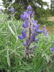 Lupinus kuschei
