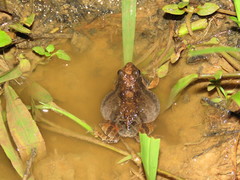 Physalaemus fischeri