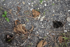 Castorimorpha