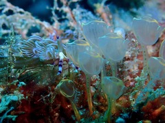Clavelina detorta