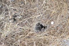 Castorimorpha