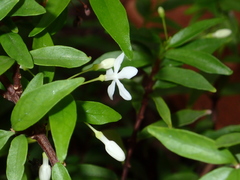 Wrightia religiosa