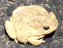 Anaxyrus speciosus