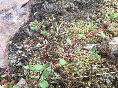 Polygonum minimum