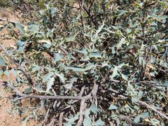 Berberis haematocarpa