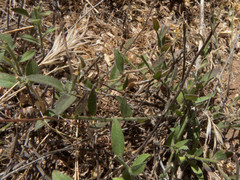 Evolvulus arizonicus