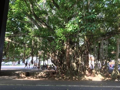 Ficus benghalensis