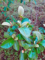 Byrsonima crassifolia