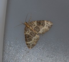 Ecliptopera silaceata