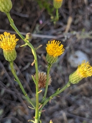 Erigeron reductus angustatus