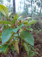 Byrsonima crassifolia