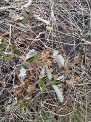 Fragaria viridis