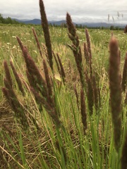 Calamagrostis inexpansa