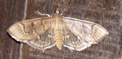 Herpetogramma theseusalis