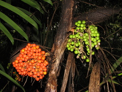 Bactris mexicana