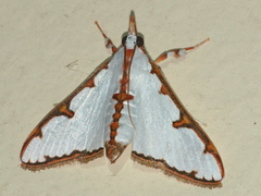 Cirrhochrista aetherialis