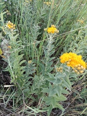 Pentanema germanicum