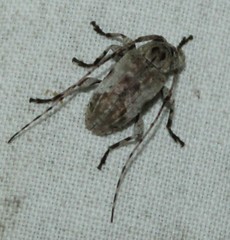 Leptostylus cretatellus