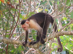 Cebus capucinus