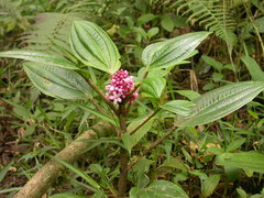 Miconia platyphylla
