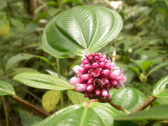 Miconia platyphylla