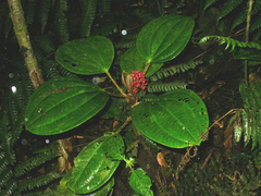 Miconia platyphylla