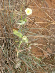 Grindelia microcephala