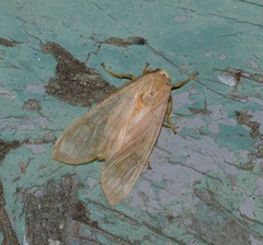 Halysidota tessellaris