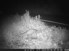 Manis pentadactyla pentadactyla