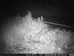 Manis pentadactyla pentadactyla