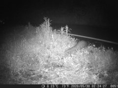 Manis pentadactyla pentadactyla