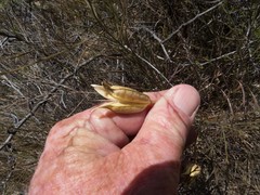 Calochortus kennedyi