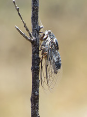 Cacama valvata