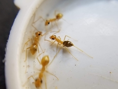 Myrmecocystus