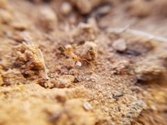 Myrmecocystus