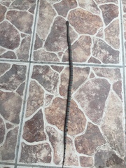 Lampropeltis alterna