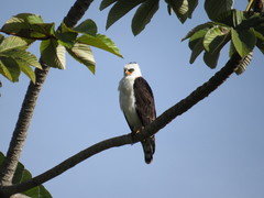 Spizaetus melanoleucus