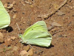 Colias alexandra