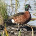 Chestnut Teal - Photo (c) Daniel Kurek, some rights reserved (CC BY-NC)